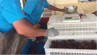 品虾师年入30万 选择望海水产小龙虾批发省钱省心